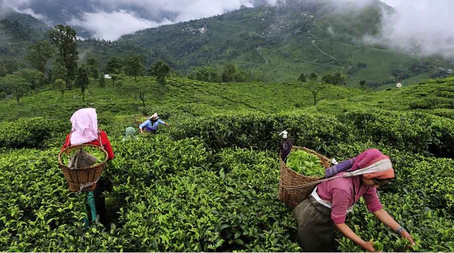 DARJEELING TEA 100g